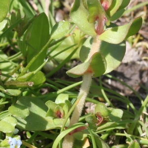 Photographie n°223339 du taxon Peplis erecta Moris [1843]