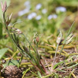 Photographie n°223342 du taxon Juncus pygmaeus Rich. ex Thuill. [1799]