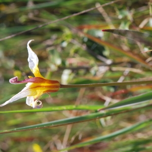 Photographie n°223348 du taxon Tulipa sylvestris subsp. australis (Link) Pamp. [1914]