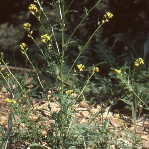 Photographie n°223351 du taxon Barbarea intermedia Boreau [1840]