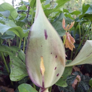 Photographie n°223357 du taxon Arum maculatum L. [1753]