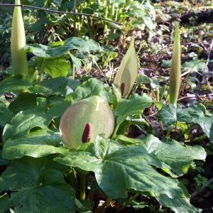 Photographie n°223358 du taxon Arum maculatum L. [1753]