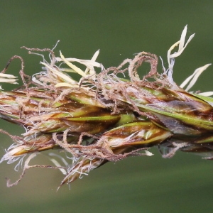 Photographie n°223361 du taxon Carex divisa Huds.