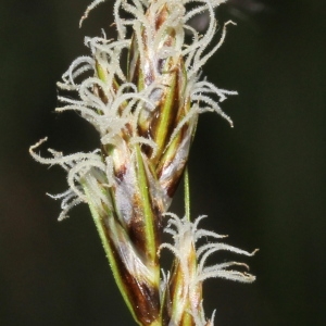 Photographie n°223362 du taxon Carex divisa Huds.