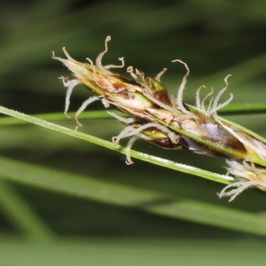 Photographie n°223363 du taxon Carex divisa Huds.
