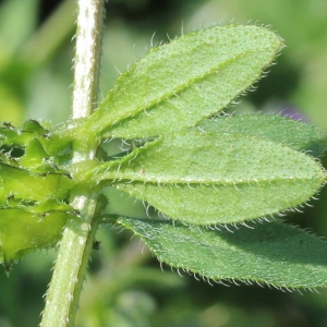 Photographie n°223365 du taxon Asperugo procumbens L.