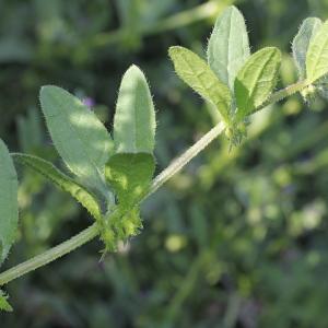 Photographie n°223366 du taxon Asperugo procumbens L. [1753]