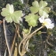  Marie  Portas - Ranunculus peltatus subsp. baudotii (Godr.) Meikle ex C.D.K.Cook [1984]