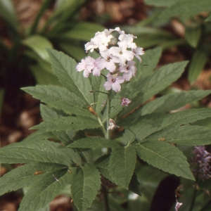 Photographie n°223375 du taxon Cardamine heptaphylla (Vill.) O.E.Schulz