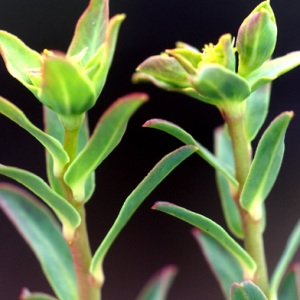Photographie n°223385 du taxon Euphorbia terracina L. [1762]