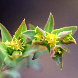 Photographie n°223386 du taxon Euphorbia terracina L. [1762]
