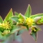  Liliane Roubaudi - Euphorbia terracina L. [1762]