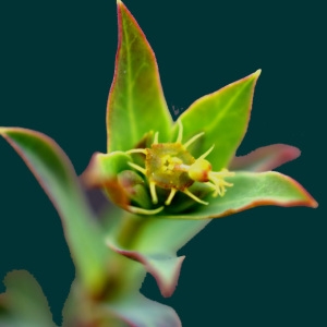 Euphorbia obliquata Forssk. (Euphorbe de Terracine)