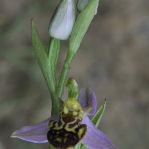 Photographie n°223397 du taxon Ophrys apifera Huds. [1762]