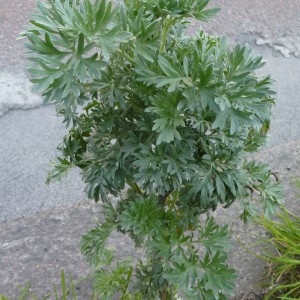 Photographie n°223404 du taxon Artemisia absinthium L. [1753]