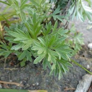 Photographie n°223405 du taxon Artemisia absinthium L. [1753]