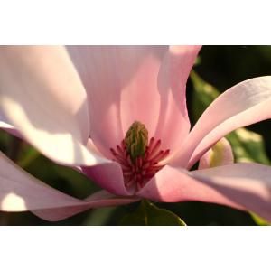 Magnolia liliiflora Desr. (Magnolia à fleurs de lis)