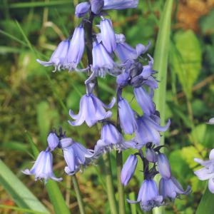 Photographie n°223462 du taxon Hyacinthoides x massartiana Geerinck [1996]