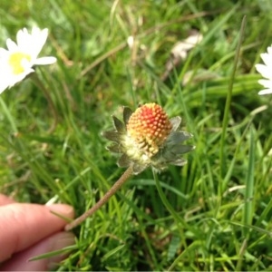 Photographie n°223478 du taxon Bellis perennis L. [1753]