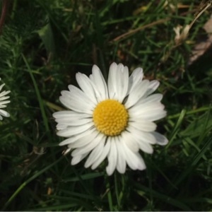 Photographie n°223479 du taxon Bellis perennis L. [1753]