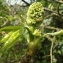  Jean-Claude Echardour - Liquidambar styraciflua L. [1753]