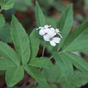 Photographie n°223503 du taxon Cardamine heptaphylla (Vill.) O.E.Schulz