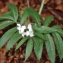  Liliane Roubaudi - Cardamine heptaphylla (Vill.) O.E.Schulz