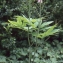  Liliane Roubaudi - Cardamine heptaphylla (Vill.) O.E.Schulz