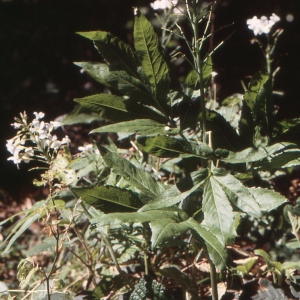 Photographie n°223508 du taxon Cardamine pentaphyllos (L.) Crantz [1769]