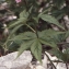  Liliane Roubaudi - Cardamine pentaphyllos (L.) Crantz [1769]