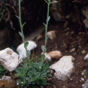 Photographie n°223519 du taxon Kernera saxatilis (L.) Sweet [1827]