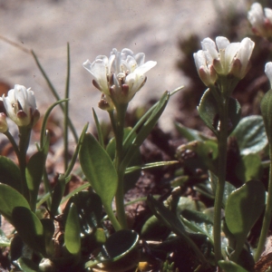 Photographie n°223526 du taxon Cardamine alpina Willd. [1800]