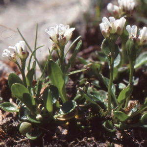 Photographie n°223527 du taxon Cardamine alpina Willd. [1800]