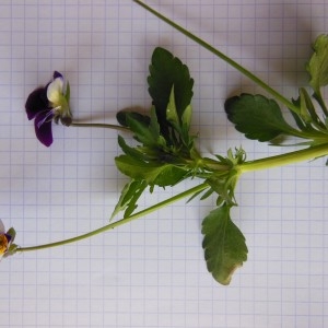 Photographie n°223548 du taxon Viola tricolor L.