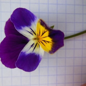 Photographie n°223549 du taxon Viola tricolor L.