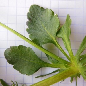 Photographie n°223550 du taxon Viola tricolor L.