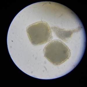 Photographie n°223554 du taxon Viola tricolor L.