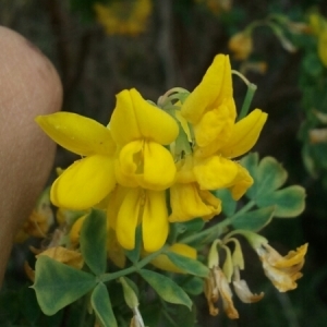 Photographie n°223574 du taxon Coronilla valentina L. [1753]