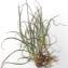  Florent Beck - Carex caryophyllea Latourr. [1785]
