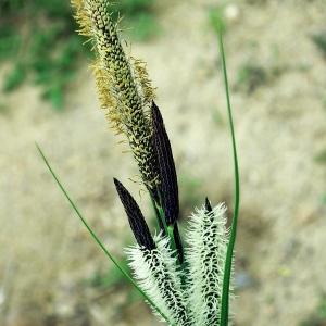 Carex acutiformis Ehrh. (Fausse Laiche aiguë)