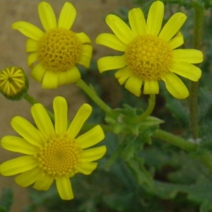 Senecio pygmaeus DC. (Séneçon à feuilles de marguerite)