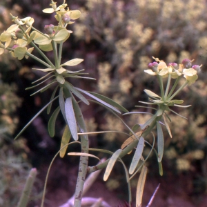 Photographie n°223689 du taxon Euphorbia obtusifolia subsp. regis-jubae (J.Gay) Maire