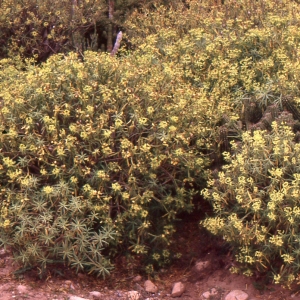 Photographie n°223690 du taxon Euphorbia obtusifolia subsp. regis-jubae (J.Gay) Maire