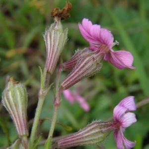 Photographie n°223694 du taxon Silene nicaeensis All. [1773]