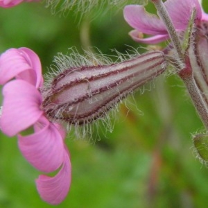 Silene villosa Moench (Silène de Nice)