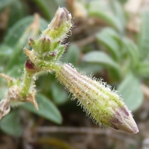 Photographie n°223700 du taxon Silene nicaeensis All. [1773]