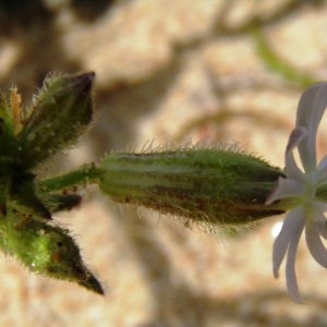 Photographie n°223702 du taxon Silene nicaeensis All. [1773]