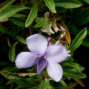 Viola arborescens L. (Violette ligneuse)