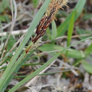 Photographie n°223753 du taxon Carex flacca Schreb. [1771]