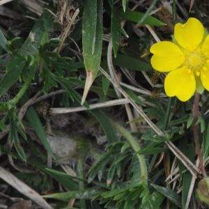 Photographie n°223759 du taxon Potentilla neumanniana Rchb. [1832]